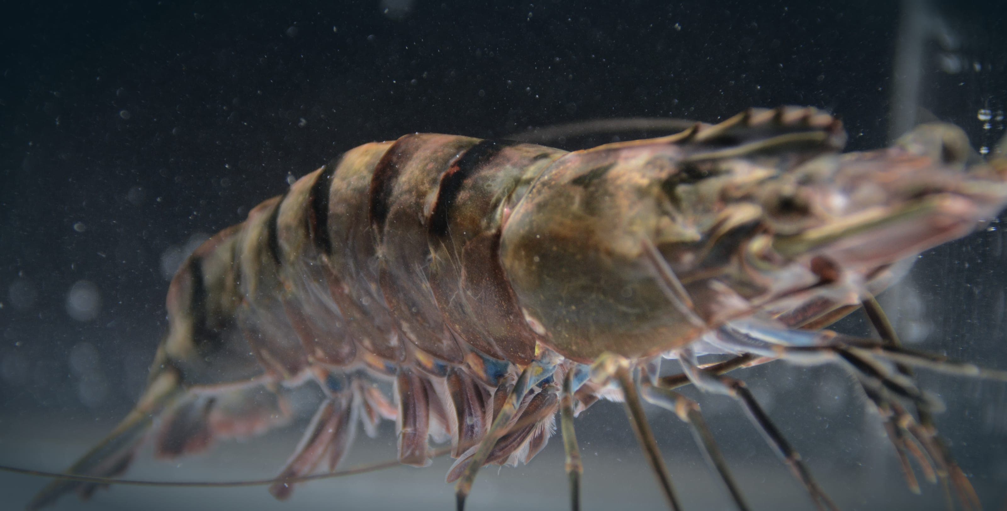 A live Black Tiger prawn, side on, its dark bands catching the light in deep water