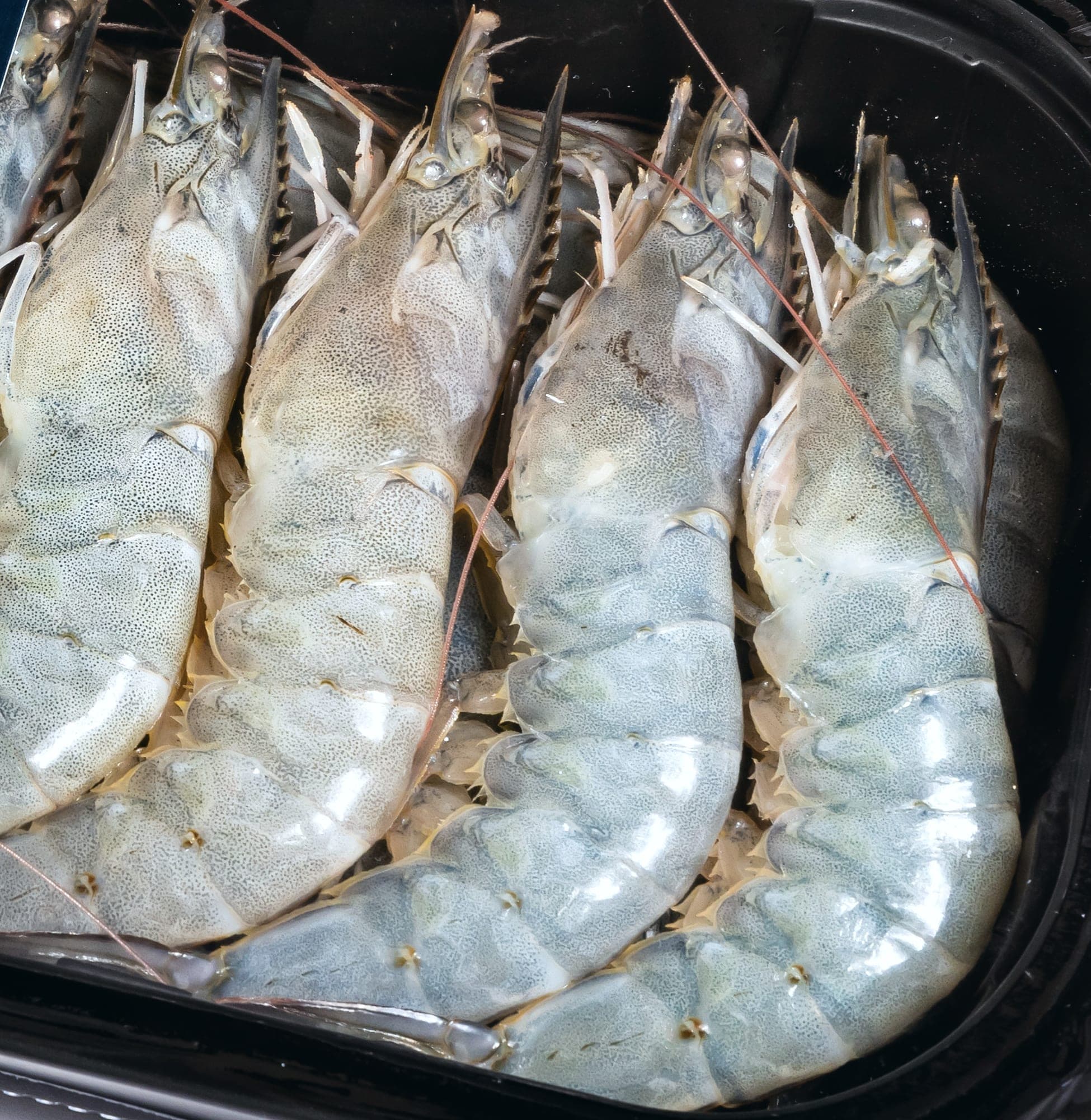 Raw Vannamei shrimp laid side by side, head-on and shell-on, pale and finely speckled