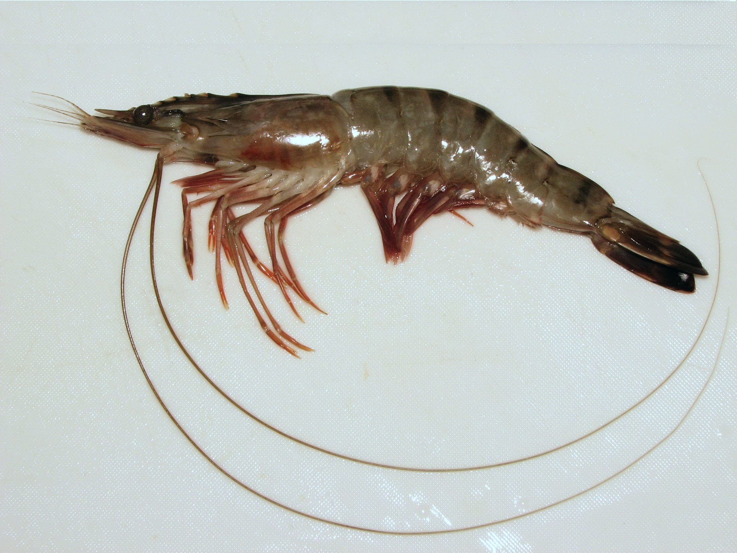 A raw Black Tiger prawn, side on, head-on and shell-on, its dark bands clear across the shell